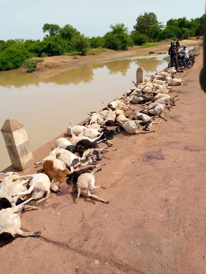 Nouna : un chauffard écrase des moutons d’un éleveur à Bagala